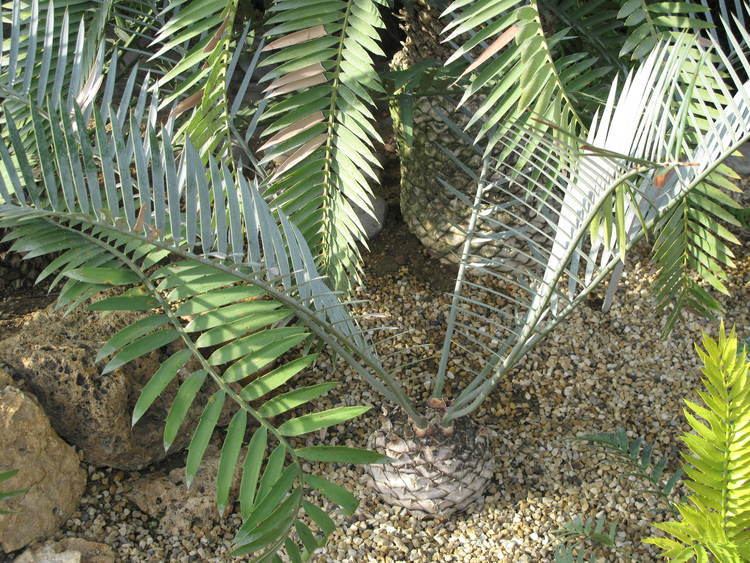 Encephalartos lebomboensis FileEncephalartos lebomboensis Jardin des Plantes de Parisjpg
