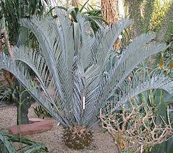 Encephalartos lehmannii Encephalartos lehmannii Wikispecies