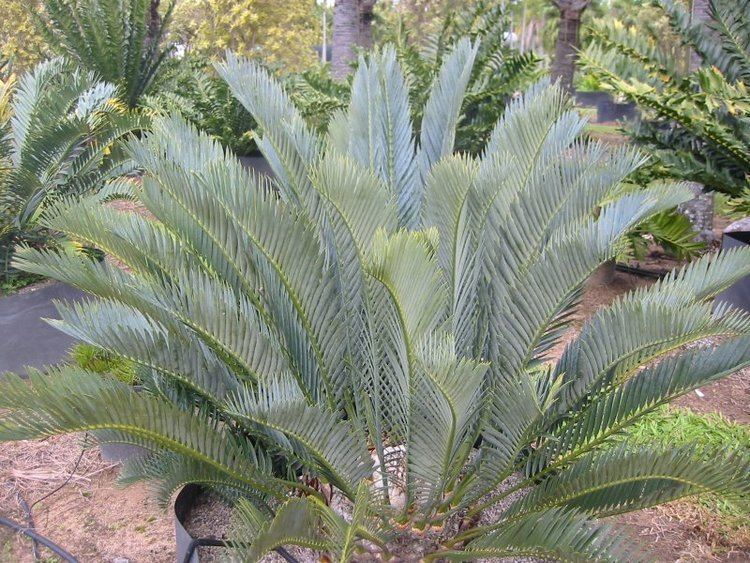 Encephalartos lehmannii Cycad Connections Cycads Supplier in Brisbane