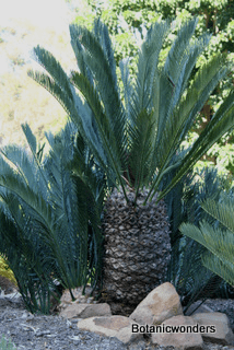 Encephalartos lehmannii wwwbotanicwonderscompublishImagesFeatureEncep