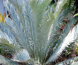 Encephalartos lehmannii Encephalartos lehmannii Encephalartos Species