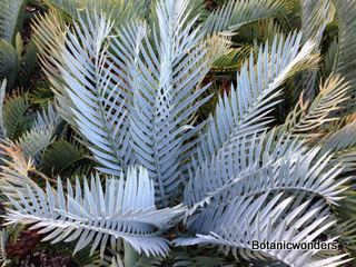 Encephalartos lehmannii Encephalartos