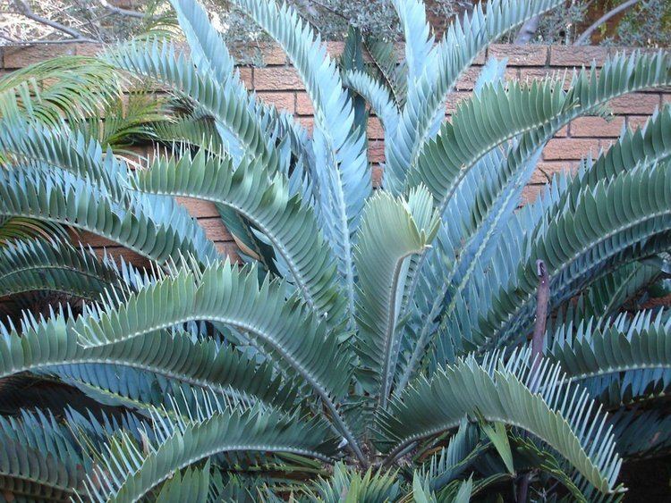 Encephalartos longifolius encephalartos latifrons cycad willowbrook nursery Cycad Garden