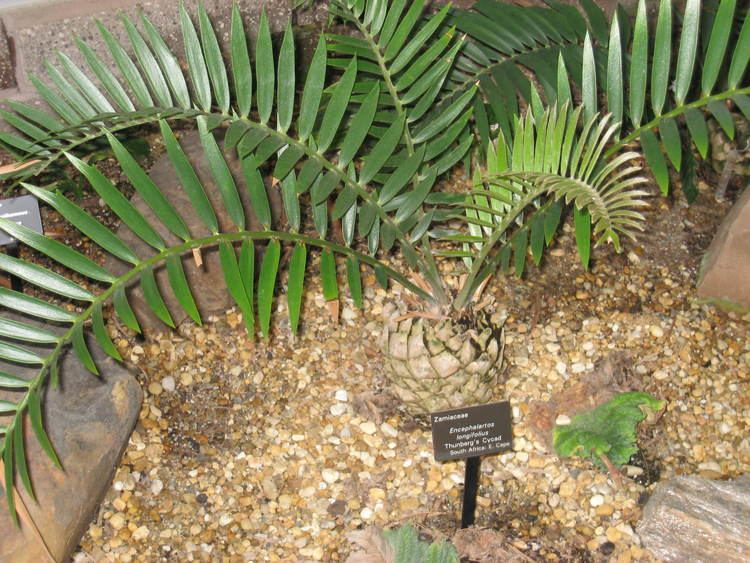 Encephalartos longifolius FileEncephalartos longifolius Atlanta Botanical GardenJPG