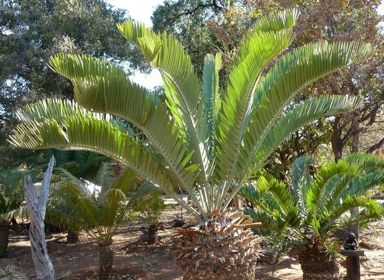 Encephalartos longifolius FileEncephalartos longifolius kroon Waterbergjpg Wikimedia Commons