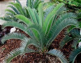 Encephalartos longifolius Encephalartos longifoliusJoubertina Blue Form Encephalartos Species