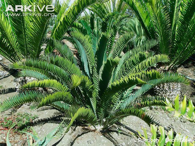 Encephalartos longifolius Thunberg39s cycad photo Encephalartos longifolius G97340 ARKive