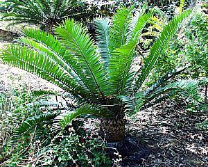 Encephalartos natalensis Encephalartos natalensis at San Marcos Growers