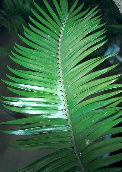 Encephalartos paucidentatus Encephalartos paucidentatus