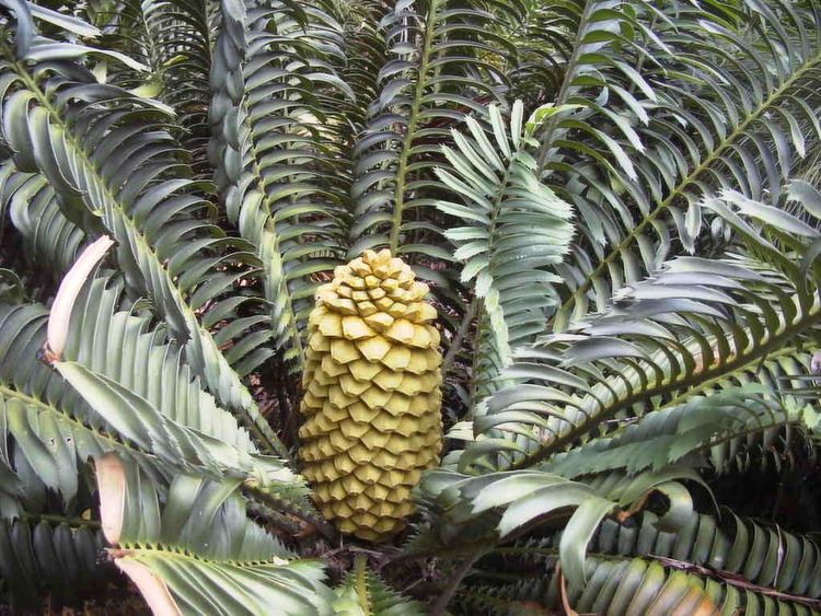 Encephalartos sclavoi wwwcycadgardenscomauimagesSclavoFejpg