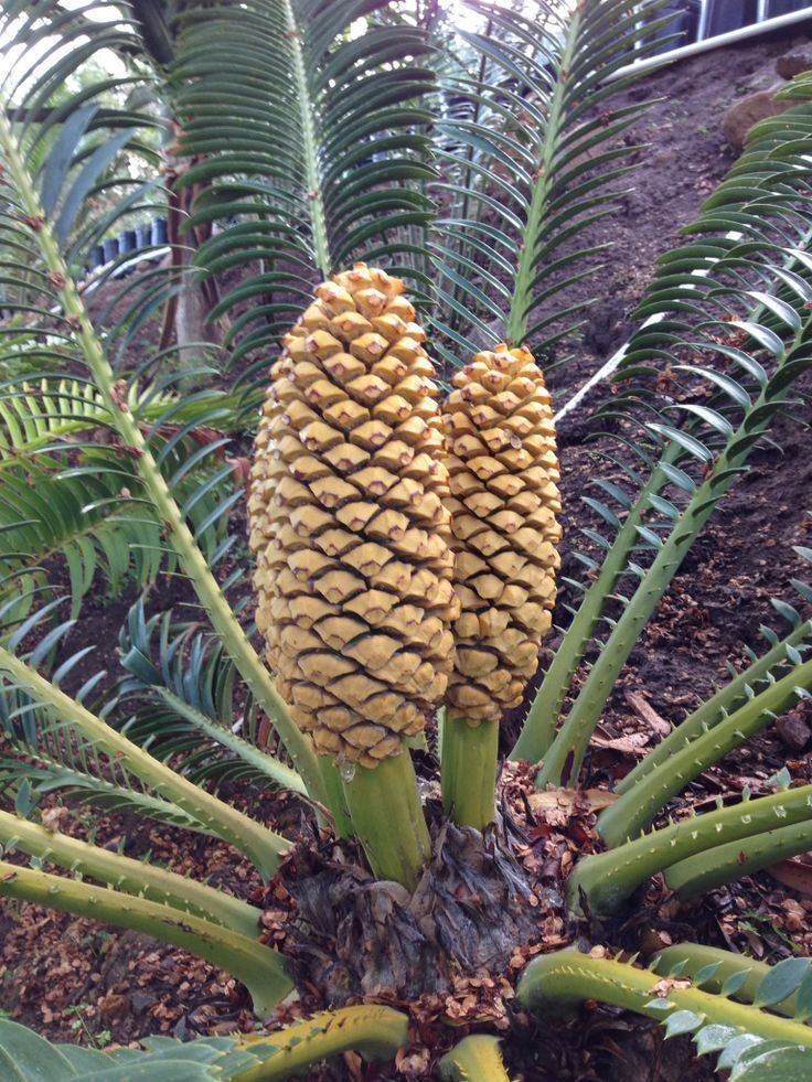 Encephalartos sclavoi 1000 images about Cycads on Pinterest Patrick o39brian Cas and