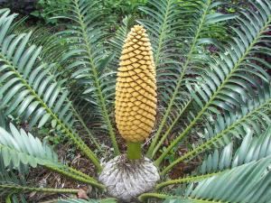 Encephalartos sclavoi Encephalartos sclavoi is coning TROPICAL LOOKING PLANTS Other