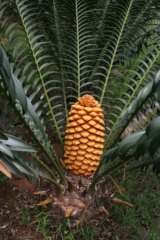 Encephalartos sclavoi Encephalartos sclavoi Cycadfriends