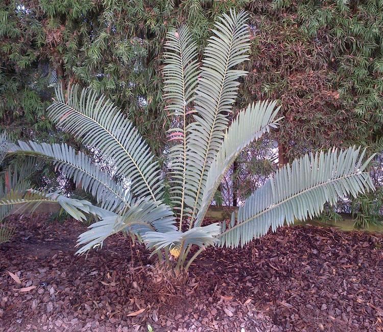 Encephalartos sclavoi Encephalartos sclavoi Encephalartos Species