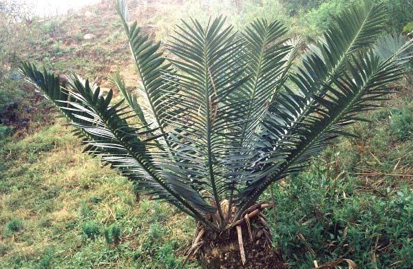 Encephalartos sclavoi Encephalartos sclavoi Pacsoa