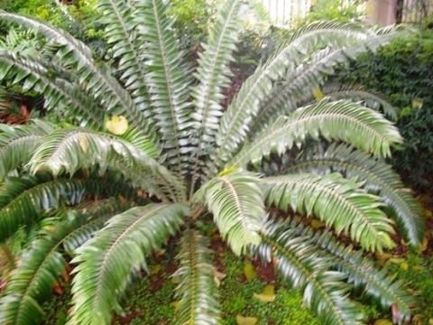 Encephalartos senticosus Operation Wildflower rescuing indigenous vegetation Category