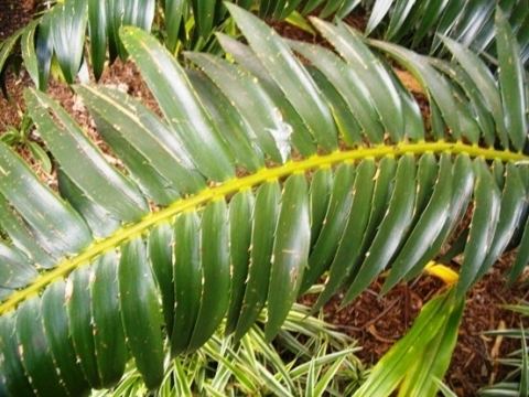 Encephalartos transvenosus Operation Wildflower rescuing indigenous vegetation Category