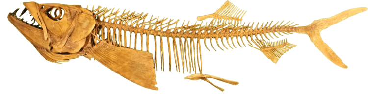 Enchodus Enchodus petrosus by Triebold Paleontology Inc