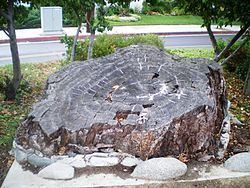 Encino Oak Tree - Alchetron, The Free Social Encyclopedia