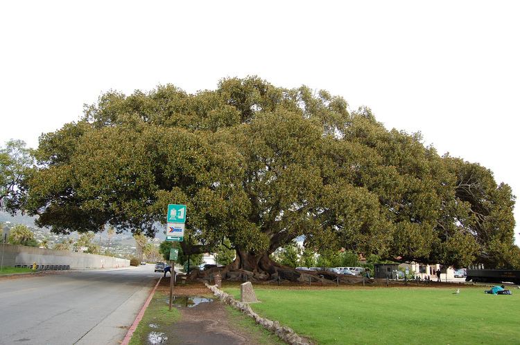 Encino Oak Tree noirish Los Angeles Page 1124 SkyscraperPage Forum