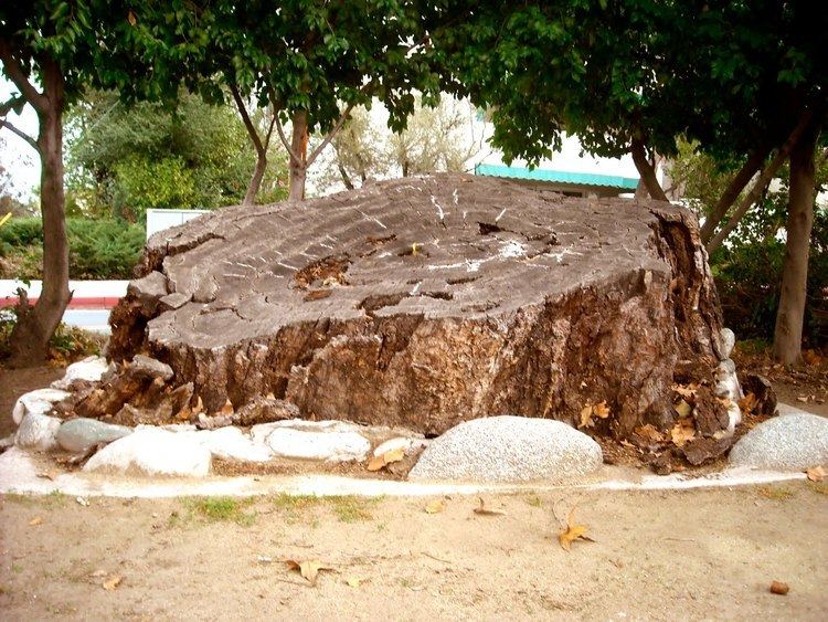 Encino Oak Tree Los Angeles Love Affair Encino Oak Tree