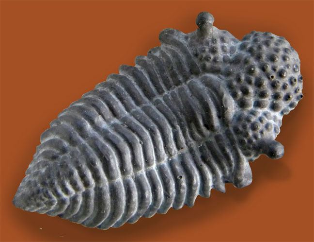 Encrinurus Encrinurus fossil a day