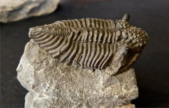 Encrinurus Silurian Trilobites of the United Kingdom alphabetized