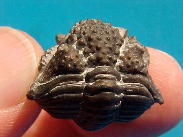 Encrinurus Rare Wenlock Trilobite Encrinurus