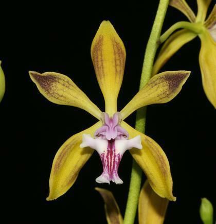 Encyclia Hamlyn Orchids Ltd Encyclia amp Epidendrum Species and Hybrids