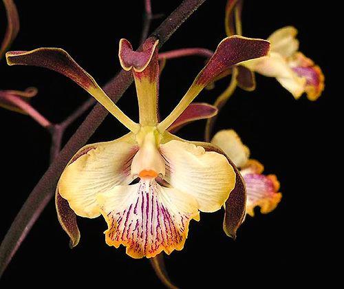 Encyclia Encyclia Orchid Care