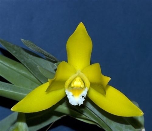 Encyclia citrina Encyclia citrina unusual orchids