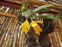 Encyclia citrina httpsuploadwikimediaorgwikipediacommonsthu