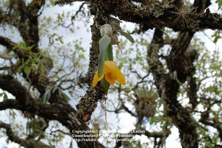 Encyclia citrina Euchile Encyclia citrina 13 orchids Pinterest