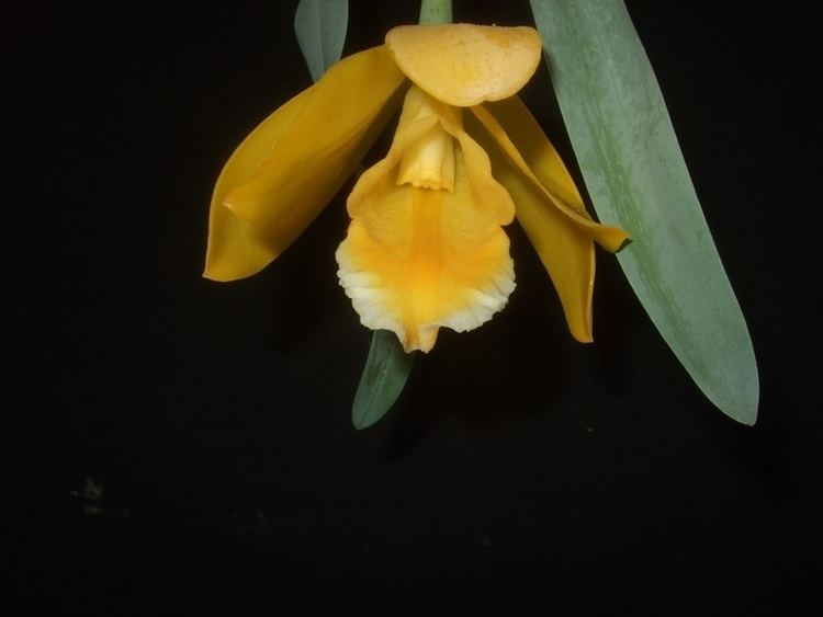 Encyclia citrina EncycliacitrinaJPG