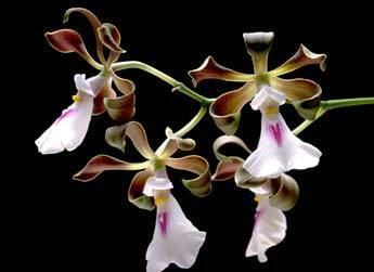 Encyclia cordigera Encycliacordigerasajpg