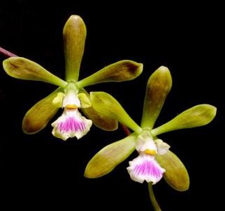 Encyclia Encyclia Orchids Everything Orchids