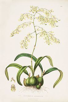 Encyclia incumbens httpsuploadwikimediaorgwikipediacommonsthu