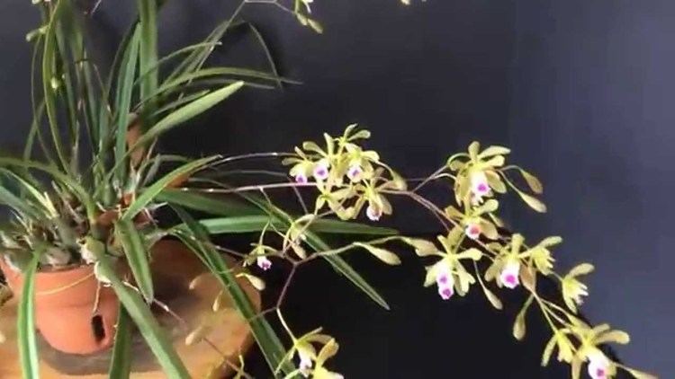 Encyclia tampensis Encyclia tampensis Florida butterfly orchid YouTube