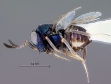 Encyrtidae wwwwaspweborgChalcidoideaEncyrtidaeEncyrtinae