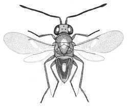 Encyrtidae Chalcidoidea