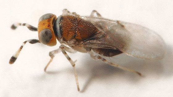 Encyrtidae Encyrtidae Metaphycus BugGuideNet