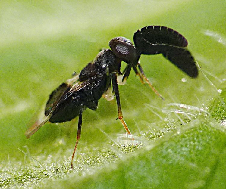 Encyrtidae Hymenoptera Chalcidoidea Encyrtidae s018 Cryptanusia aurei Flickr