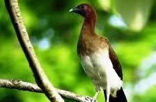Endemic birds of Colombia