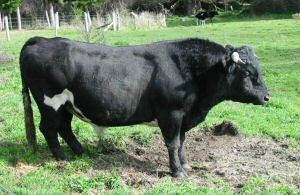 Enderby Island cattle ENDERBY ISLAND CATTLE