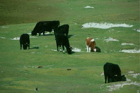 Enderby Island cattle GISD