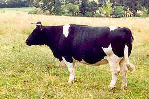 Enderby Island cattle httpswwwrarebreedsconzladyjpg