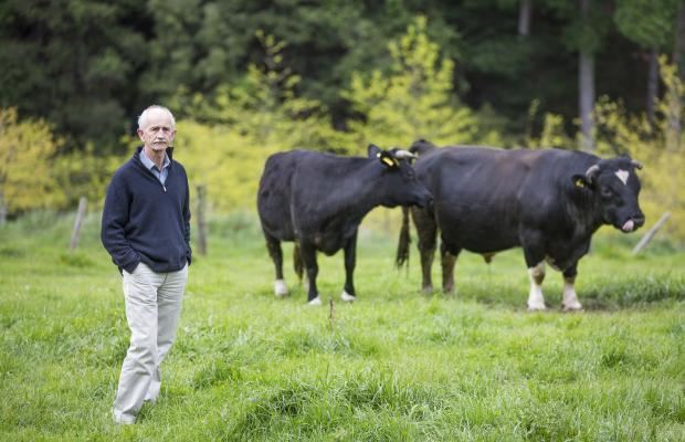 Enderby Island cattle Farmers Weekly