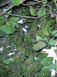 Endiandra muelleri subsp. bracteata httpsuploadwikimediaorgwikipediacommonsthu