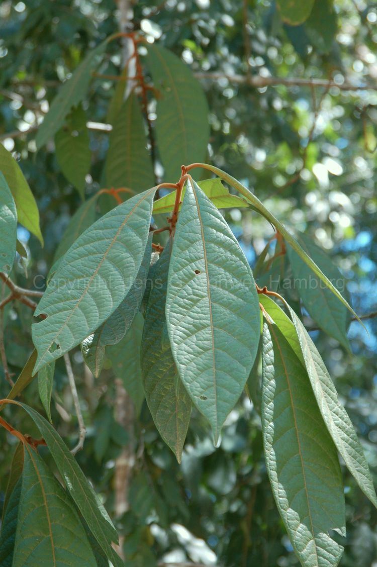 Endlicheria Lauraceae taxonomy Lauraceae