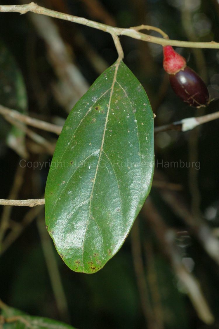 Endlicheria Lauraceae taxonomy Lauraceae